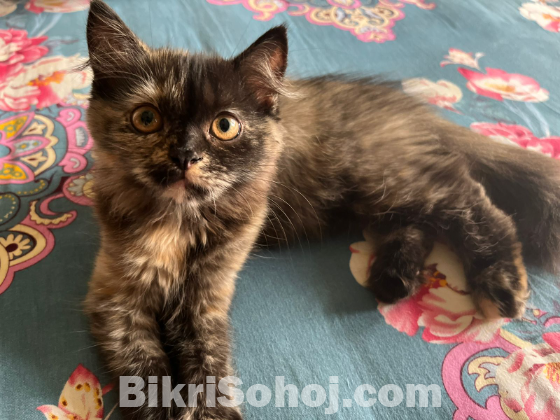Persian cat